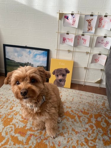 Customer photo review of Petcanva©オーダーメイド ペット似顔絵