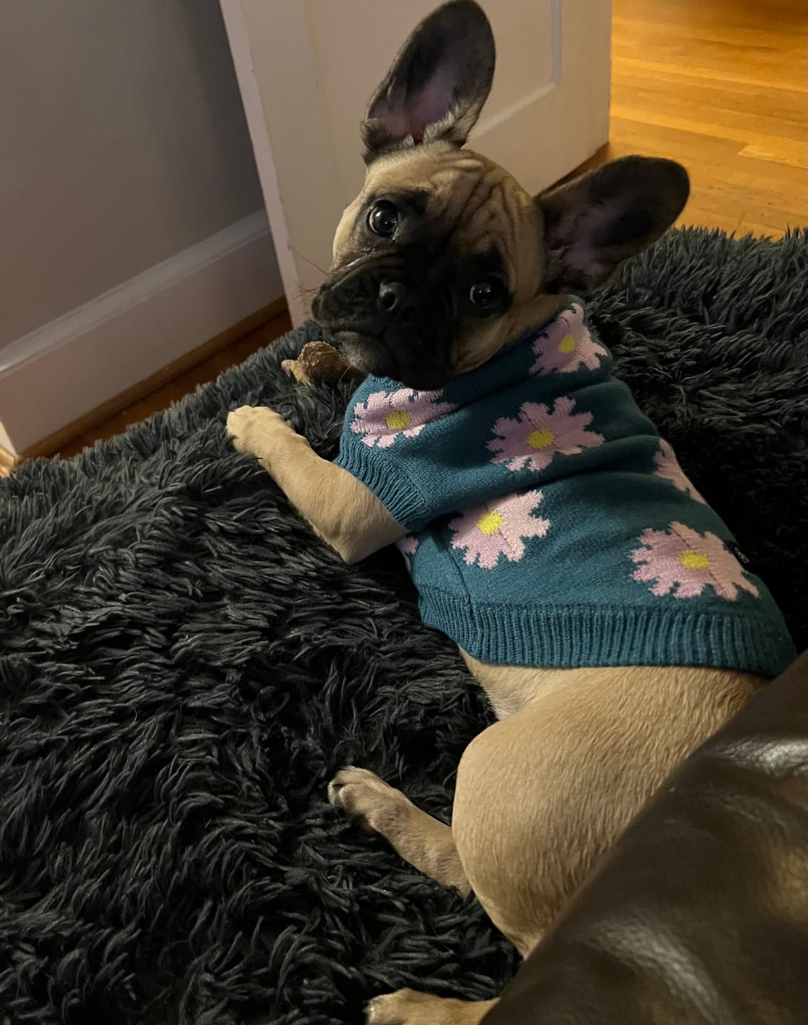 Customer photo review of Flower Knit Dog Sweater