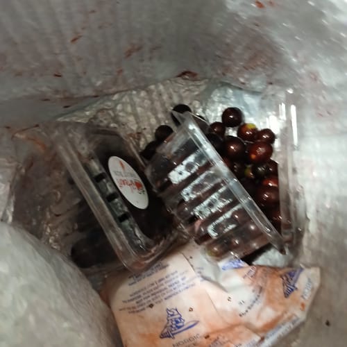 Customer photo review of Jaboticaba (Brazilian Grape) *** PRE ORDER ***