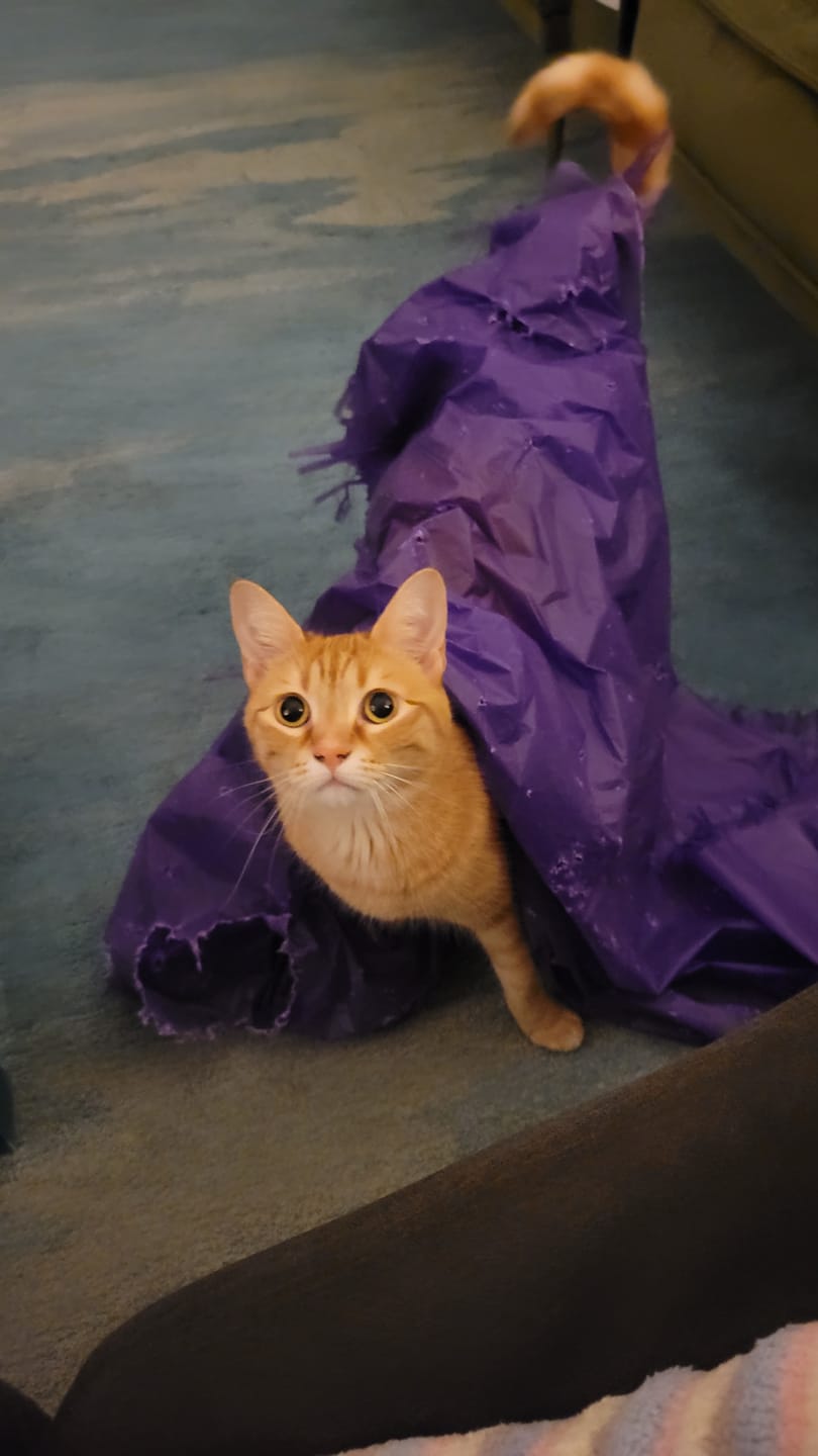 Customer photo review of Magic Carpet