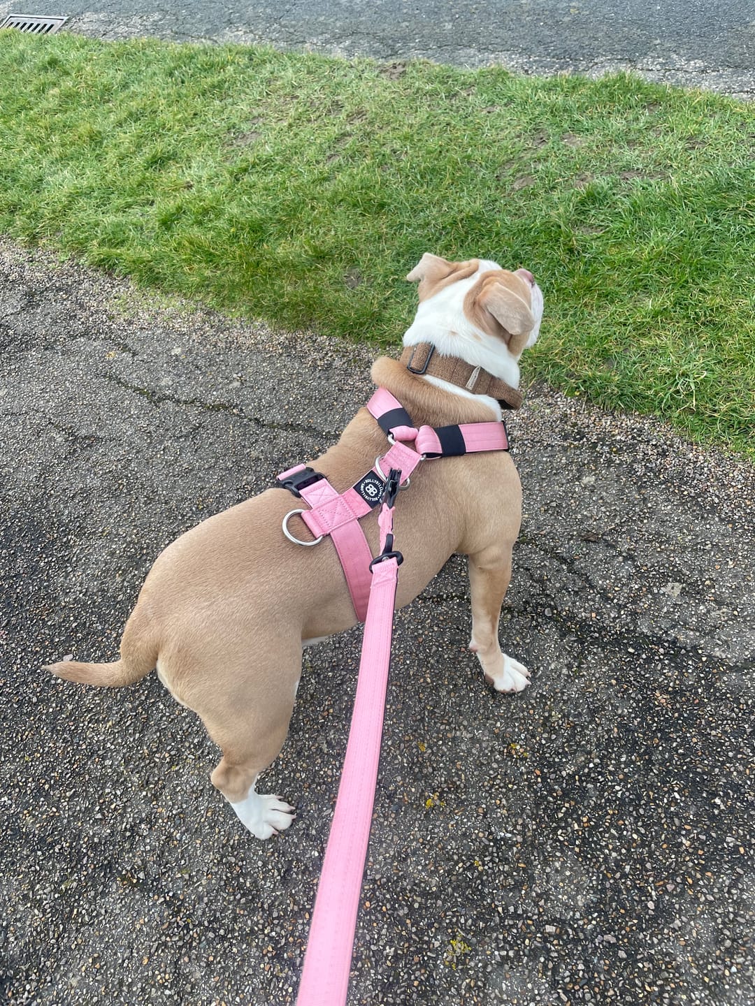 Customer photo review of 1.4m Swivel Combat Lead | Anti-Tangle & Secure Clip - Pink