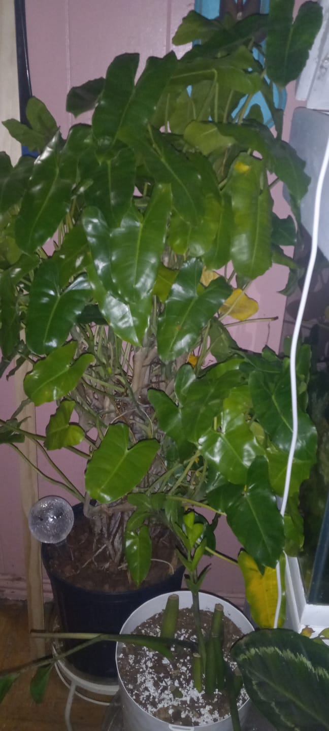 Customer photo review of Philodendron Burle Marx, Live Climbing Plant Vine