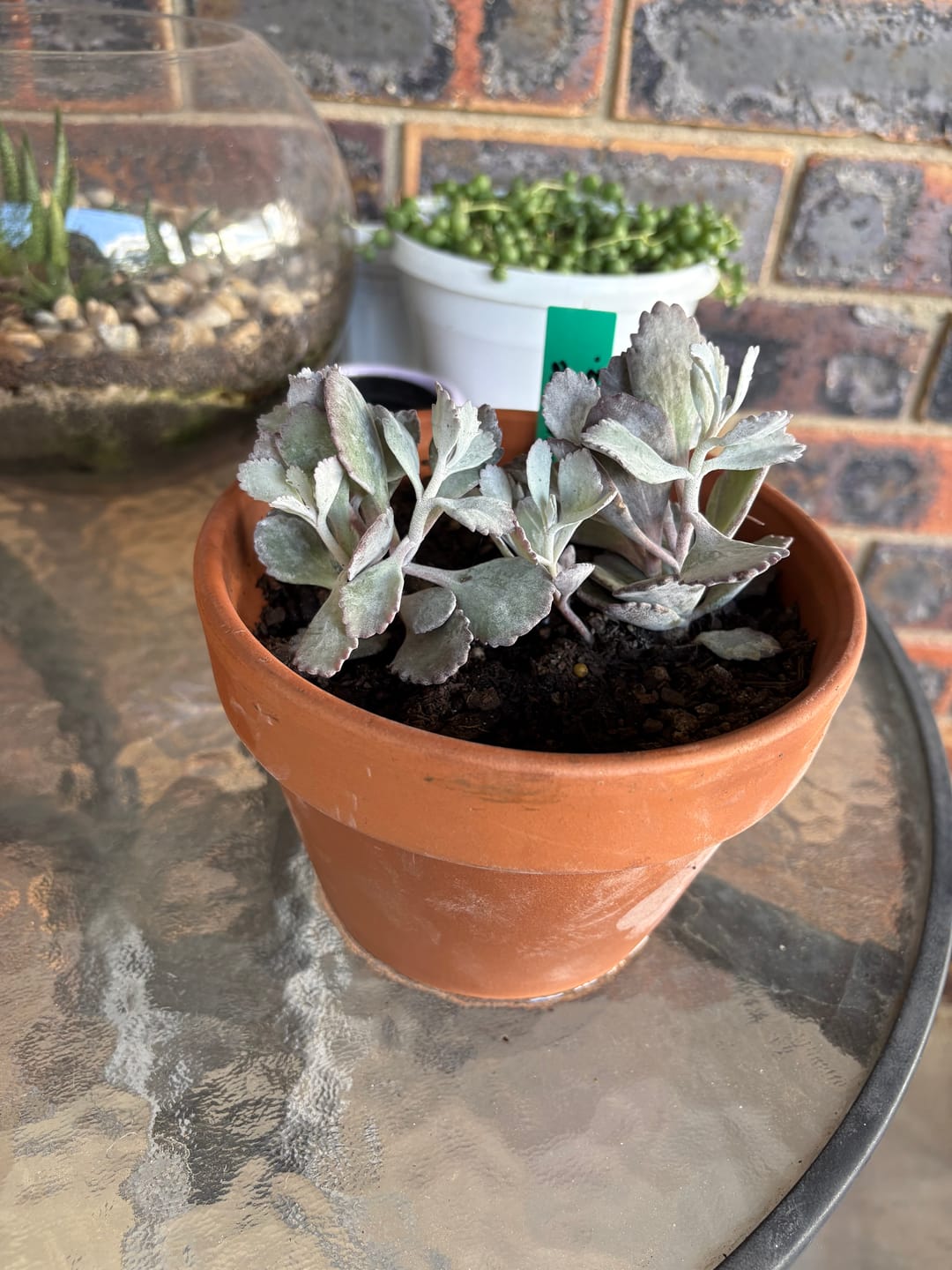 Customer photo review of Kalanchoe Pumila