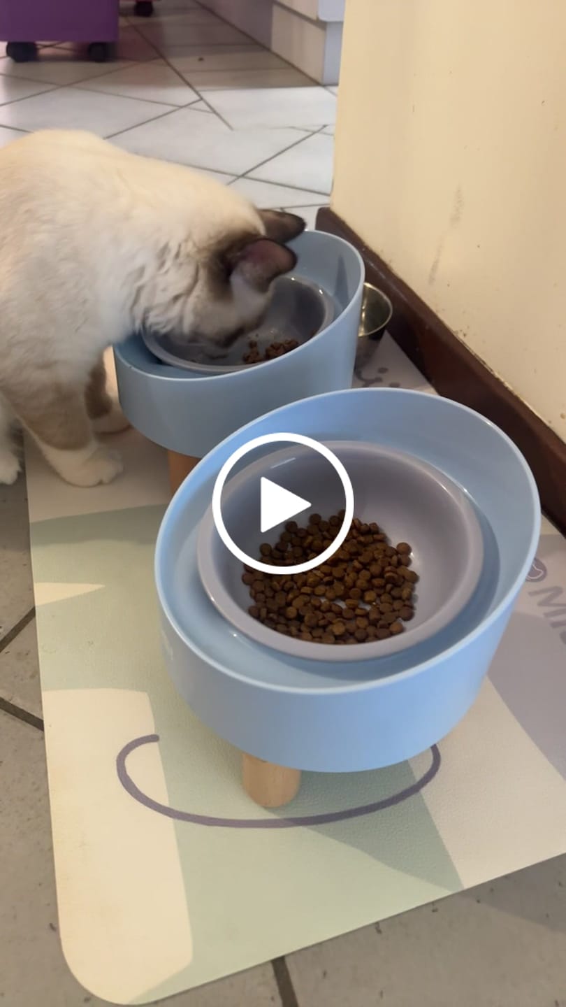 Customer video review of Makesure Rolls Elevated Ceramic Pet Bowl with Wooden Stand