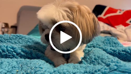 Customer video review of Blueberry Yak Chews