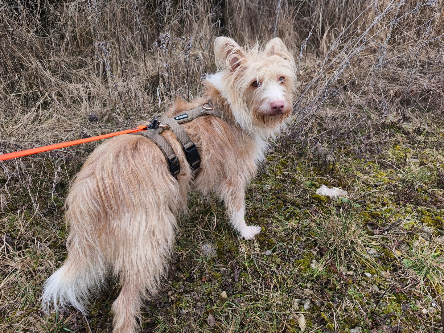 Customer photo review of Sicherheitsgeschirr FUN "Golden Sand"