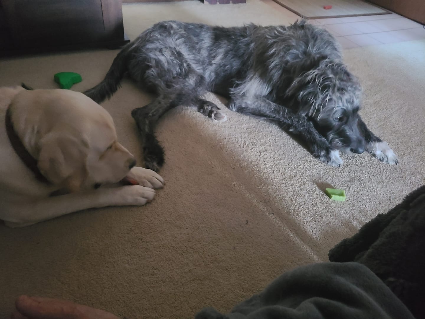Customer photo review of 6 Inch Monster Braided Bully Stick