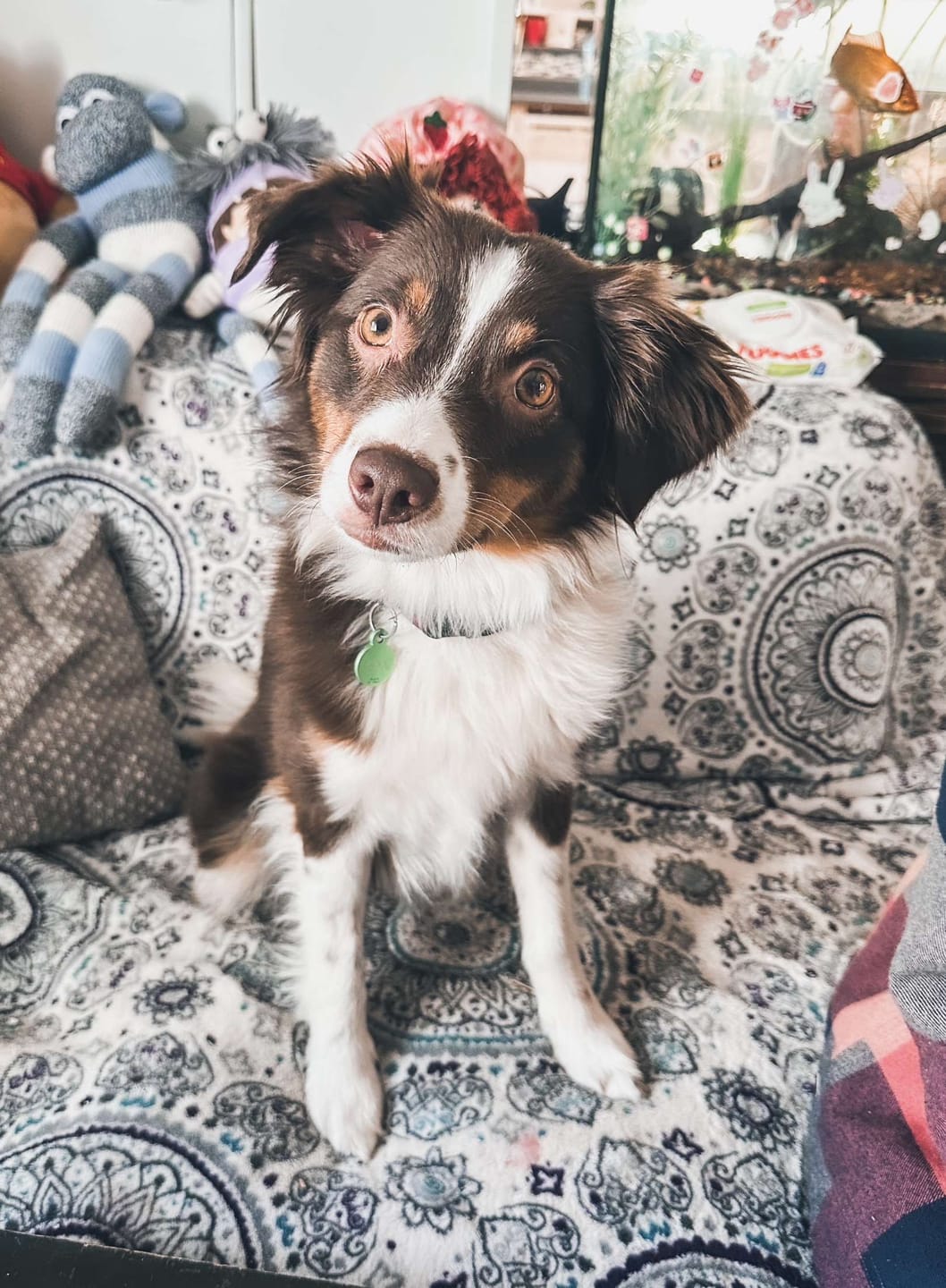 Customer photo review of 12 Inch Beef Trachea