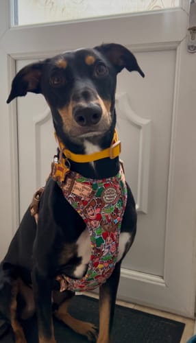 Customer photo review of Disney© Tough Trails™ Harness - Toy Story Friends