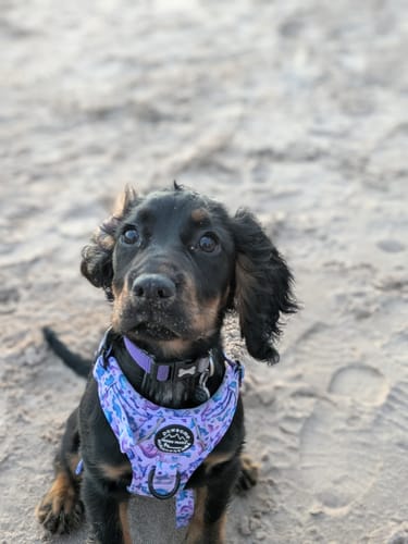 Customer photo review of Tough Trails™ Harness - Tiny Diny