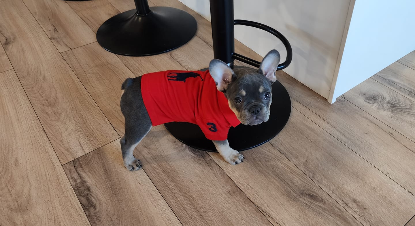 Customer photo review of Polo Ralph Lauren Big-Pony Mesh Dog Polo Shirt