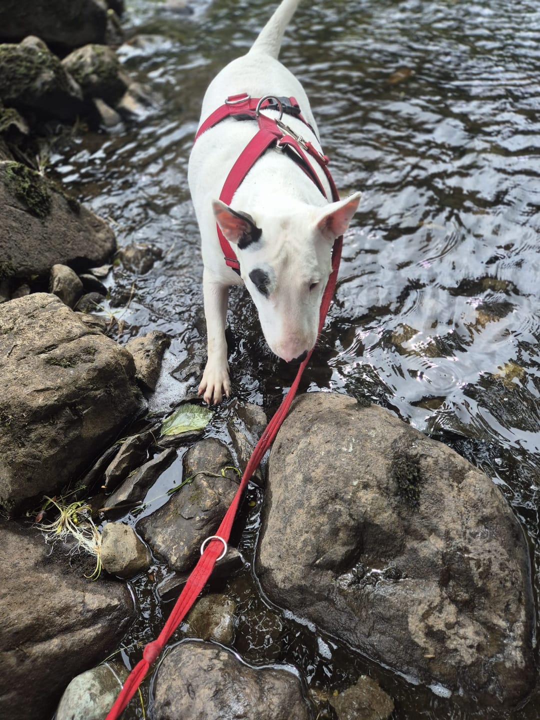 Customer photo review of Training Anti Pull TRI-Harness® | M-XL Breeds - Red