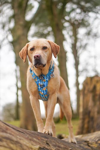 Customer photo review of Disney© Tough Trails™ Harness - Simba