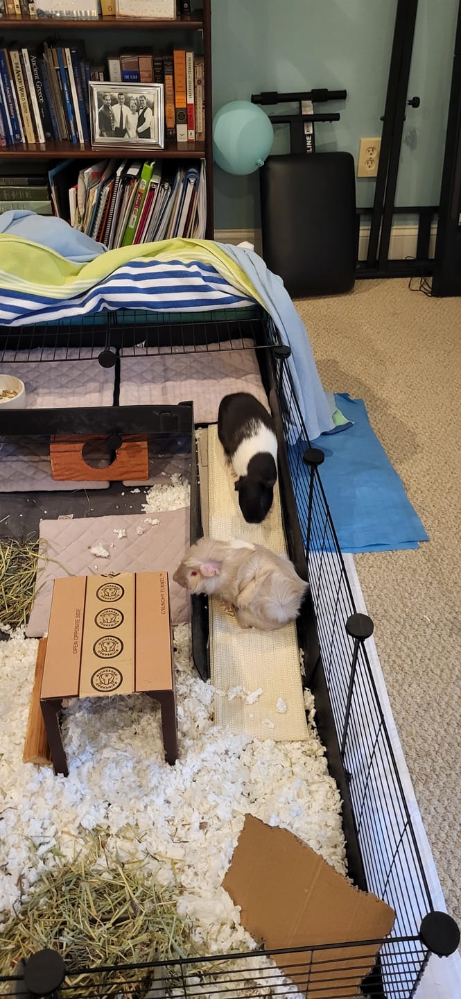 Customer photo review of Premium GuineaDad Pee Pads (Pack of 5)