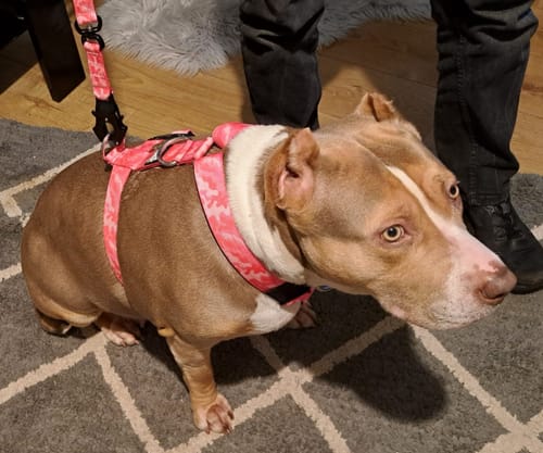 Customer photo review of Training Anti Pull TRI-Harness® | M-XL Breeds - Bubblegum