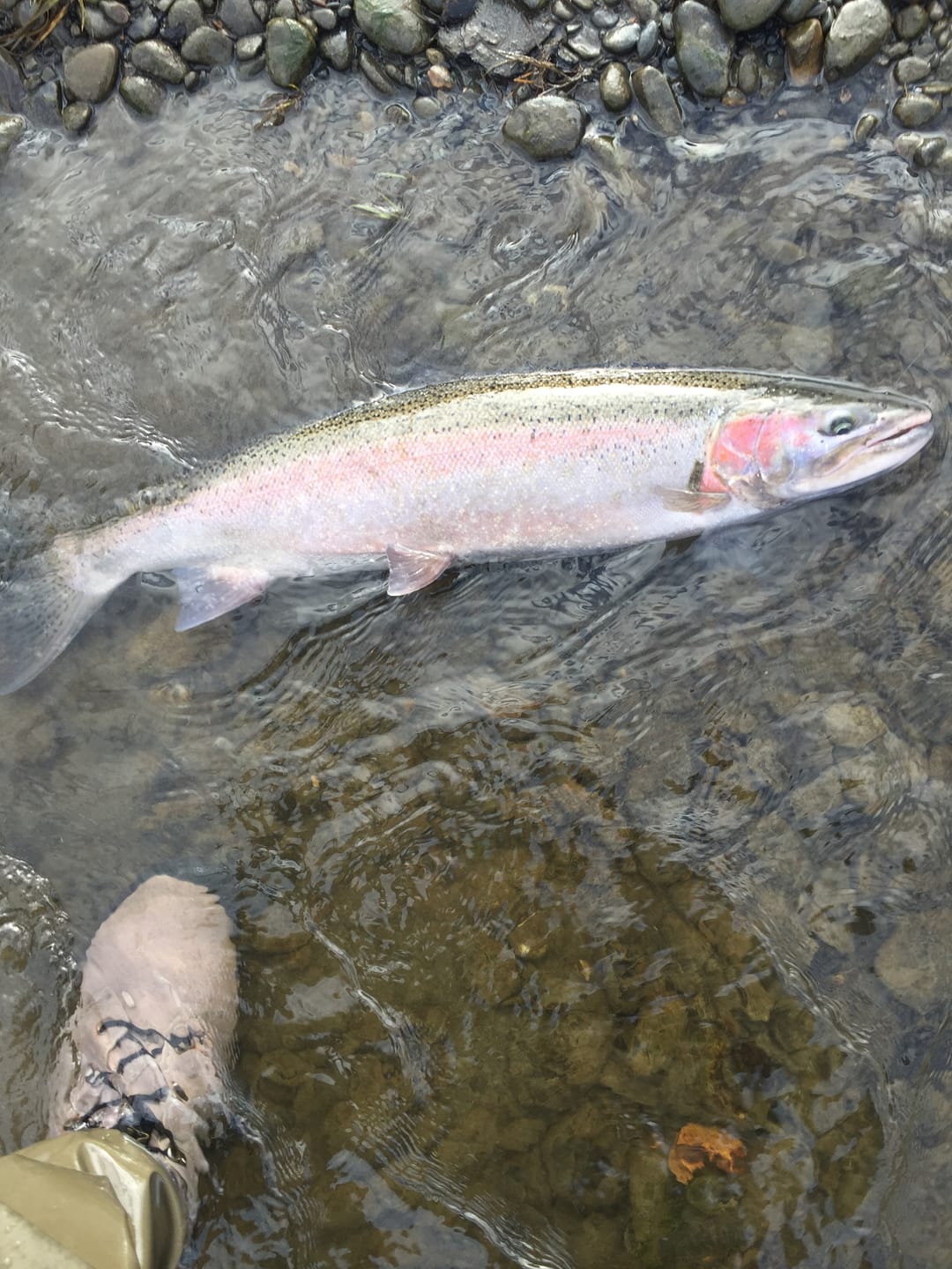 Customer photo review of Bead Hooks - Light