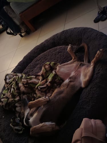 Customer photo review of Cama Antiestrés para Perros