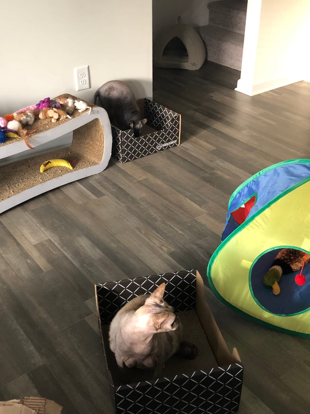 Customer photo review of Hide & Scratch Extra-Large Cat Scratcher Box