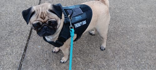 Customer photo review of Classic Heavy-Duty Tactical No-Pull Team K9™ Dog Harness With Front & Back D-Rings, Quick-Release Metal-Buckles, Hook & Loop Panels, & Top Handle