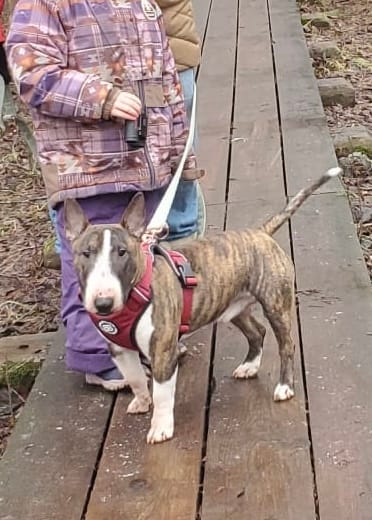 Customer photo review of Comfort Premium Harness | Non Restrictive - Burgundy