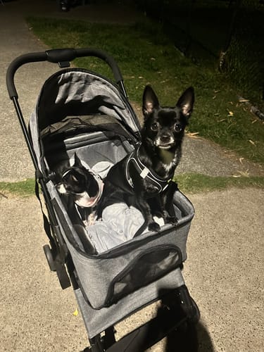 Customer photo review of PaWz Large Dog Stroller Cruiser