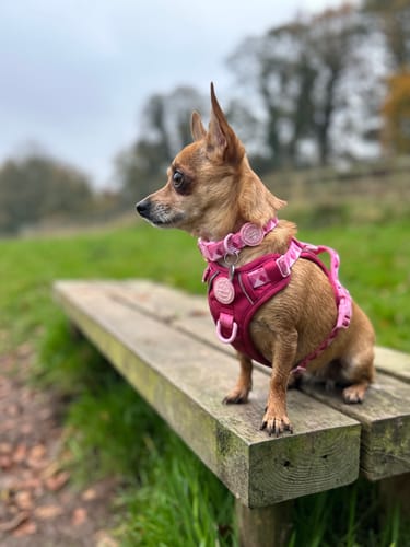 Customer photo review of Tough Trails™ Harness - Walkies Ready® Raspberry Pink