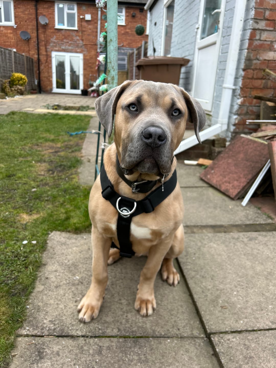 Customer photo review of Training Anti Pull TRI-Harness® | M-XL Breeds - Black