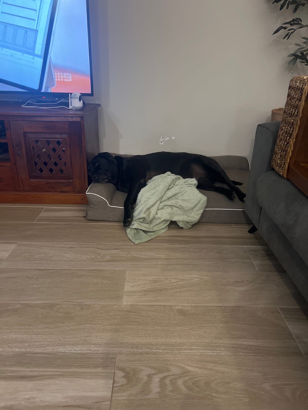 Customer photo review of Pawz Orthopedic Pet Bed Memory Foam With Cooling Gel