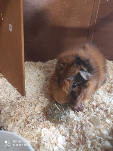 Customer photo review of Snack Balls - Original