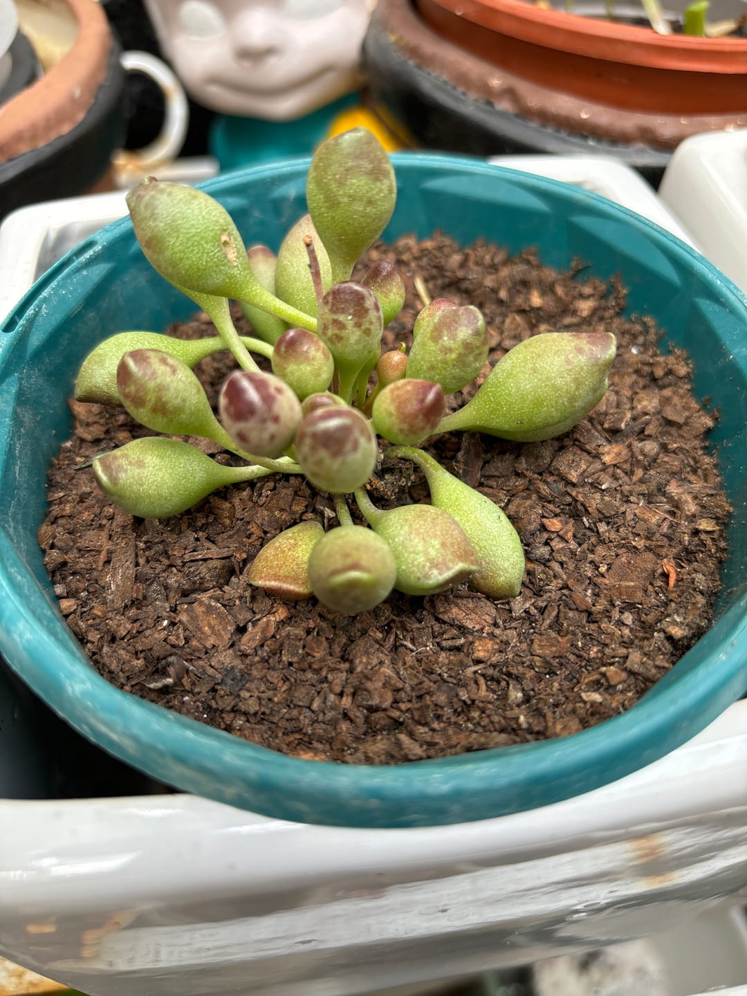 Customer photo review of Adromischus cristatus 'Indian Clubs'