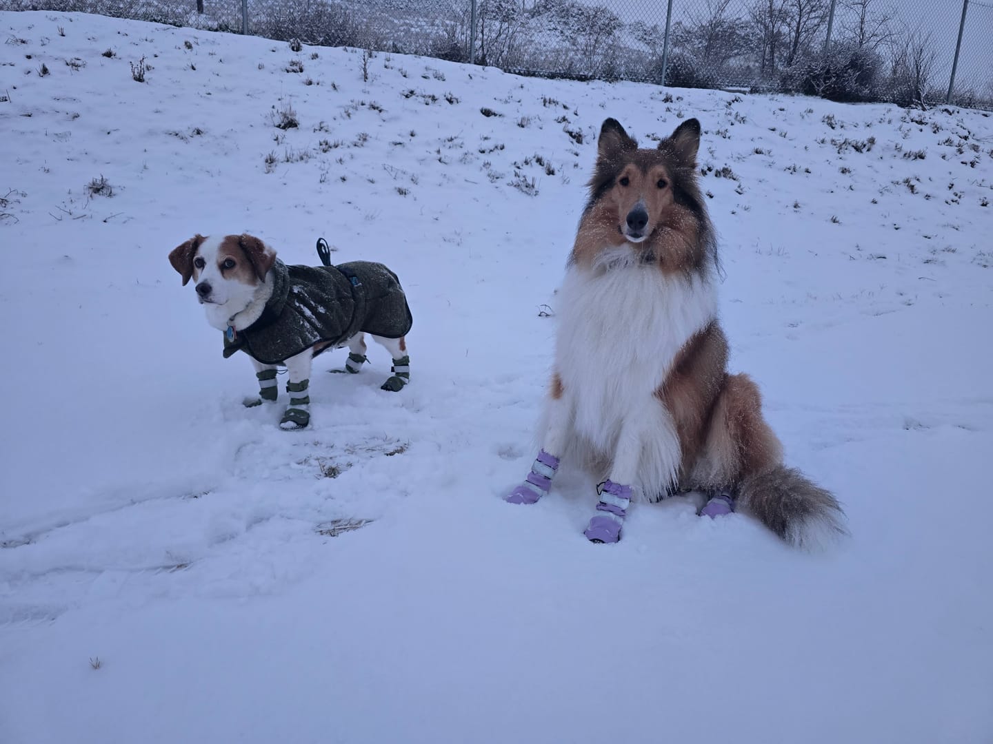 Customer photo review of Flex Shell Waterproof Dog Boots - Green
