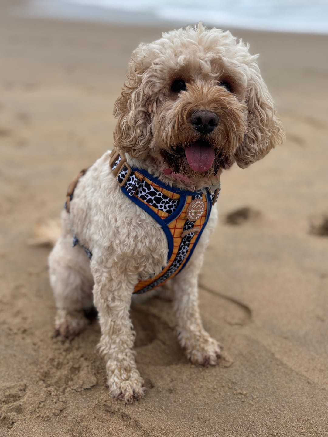 Customer photo review of Disney© Tough Trails™ Harness - Woody