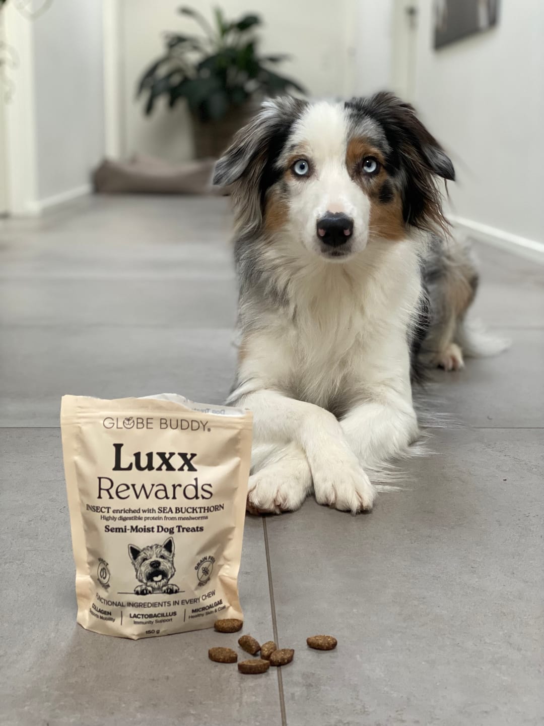 Customer photo review of Treats Taster Pack, prøv vores forskellige godbidder og find din hunds favoritter, 1 pose af hver, spar 10 %