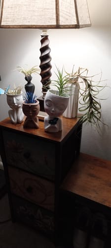Customer photo review of Aeranthos / Bergeri