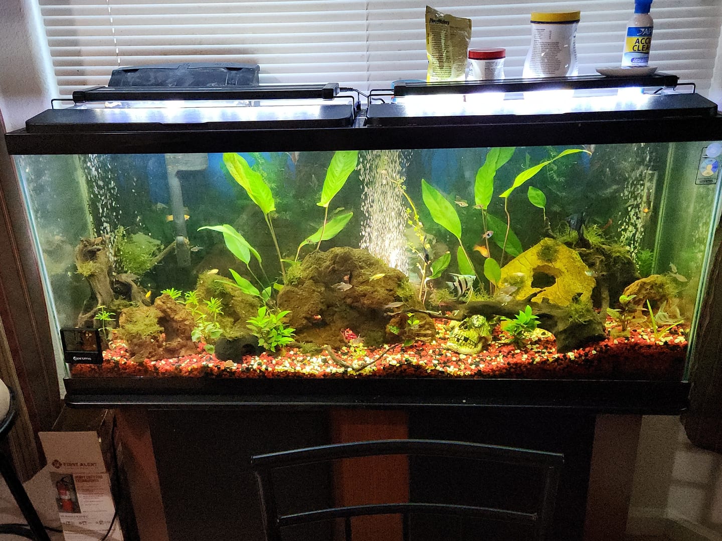 Customer photo review of RAMSHORN SNAILS (ASSORTED BLUE, PINK,GREY,GOLD)