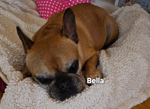 Customer photo review of Lucky Belly