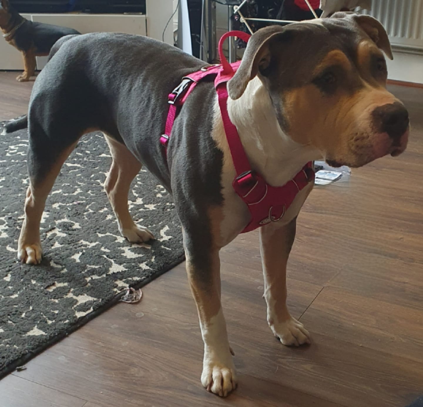 Customer photo review of 1.4m Swivel Combat Lead | Anti-Tangle & Secure Clip - Magenta