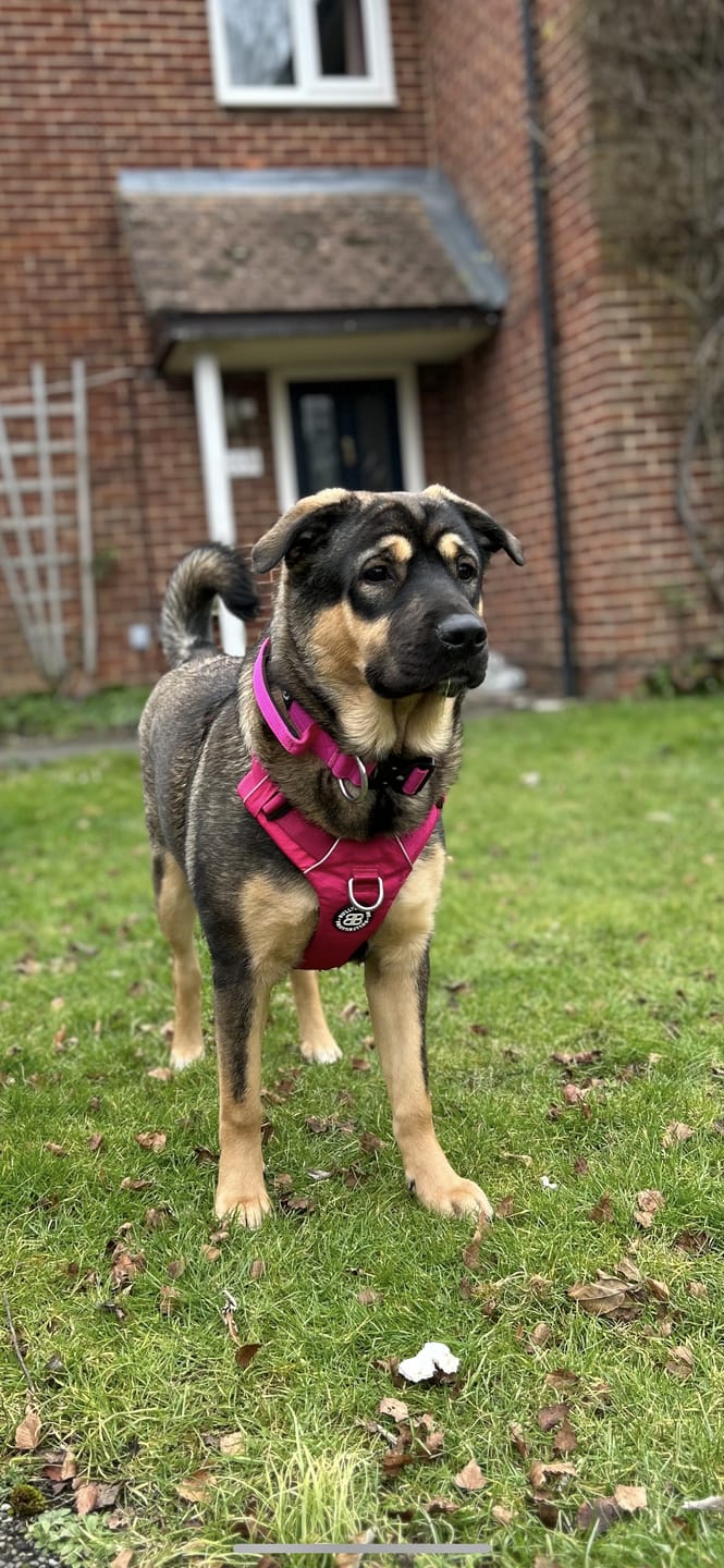 Customer photo review of Air Harness | Anti-Pull & With Handle - Carminerose