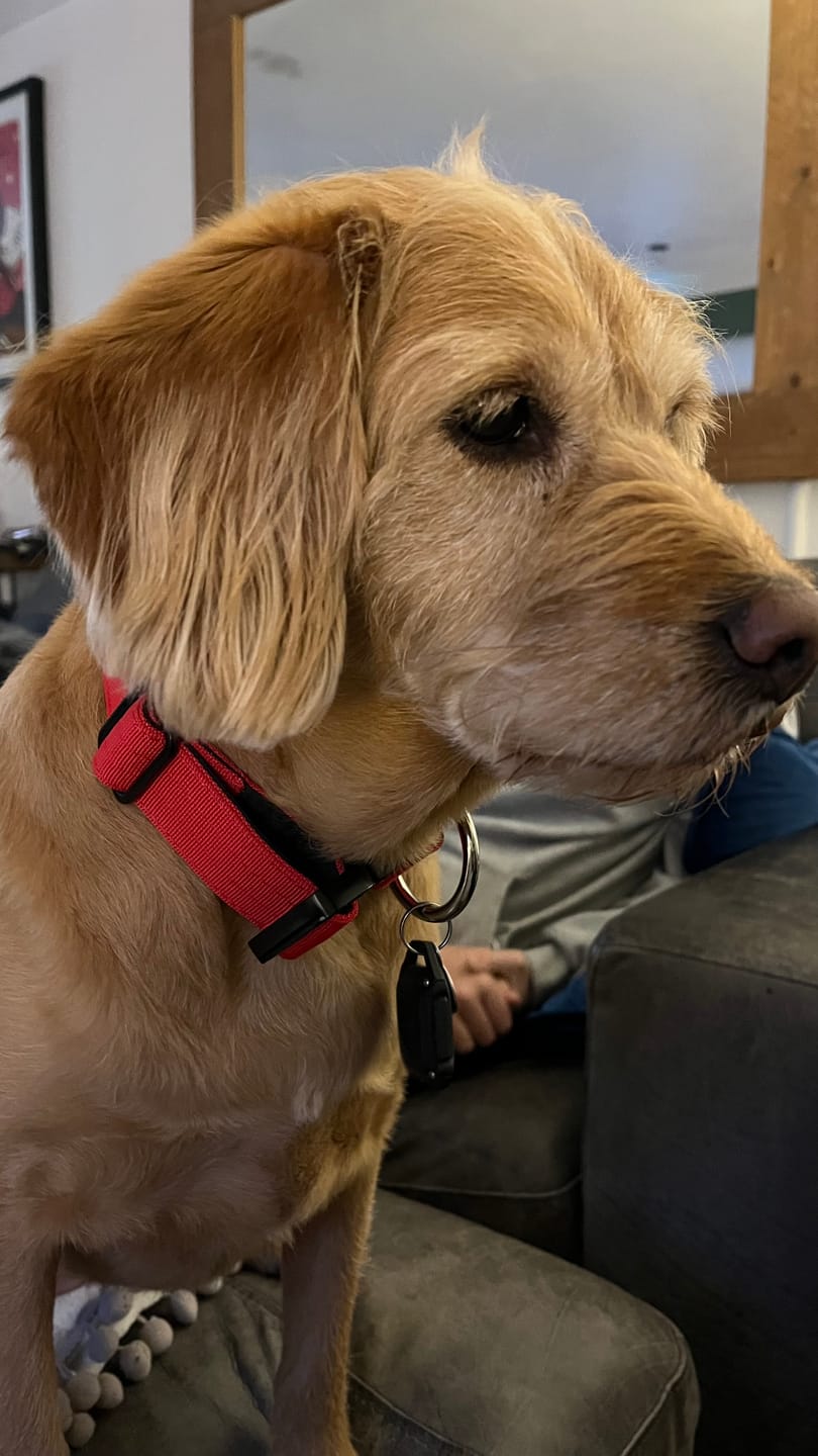 Customer photo review of 4cm Combat® Collar | Handle & Rated Clip - Red