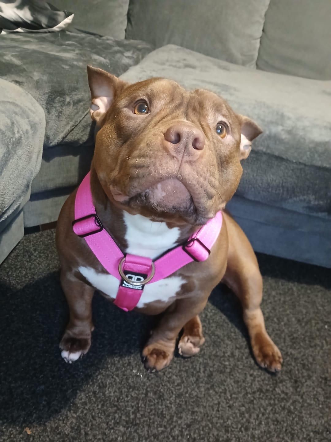 Customer photo review of Training Anti Pull TRI-Harness® | M-XL Breeds - Magenta