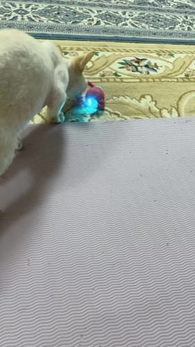 Customer photo review of EasyPet Speedy Catball