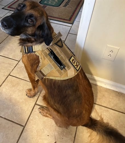 Customer photo review of Classic Heavy-Duty Tactical No-Pull Team K9™ Dog Harness With Front & Back D-Rings, Quick-Release Metal-Buckles, Hook & Loop Panels, & Top Handle