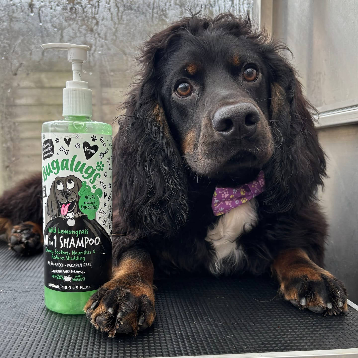 Customer photo review of Wild Lemongrass All in 1 Dog Shampoo with Shed Control