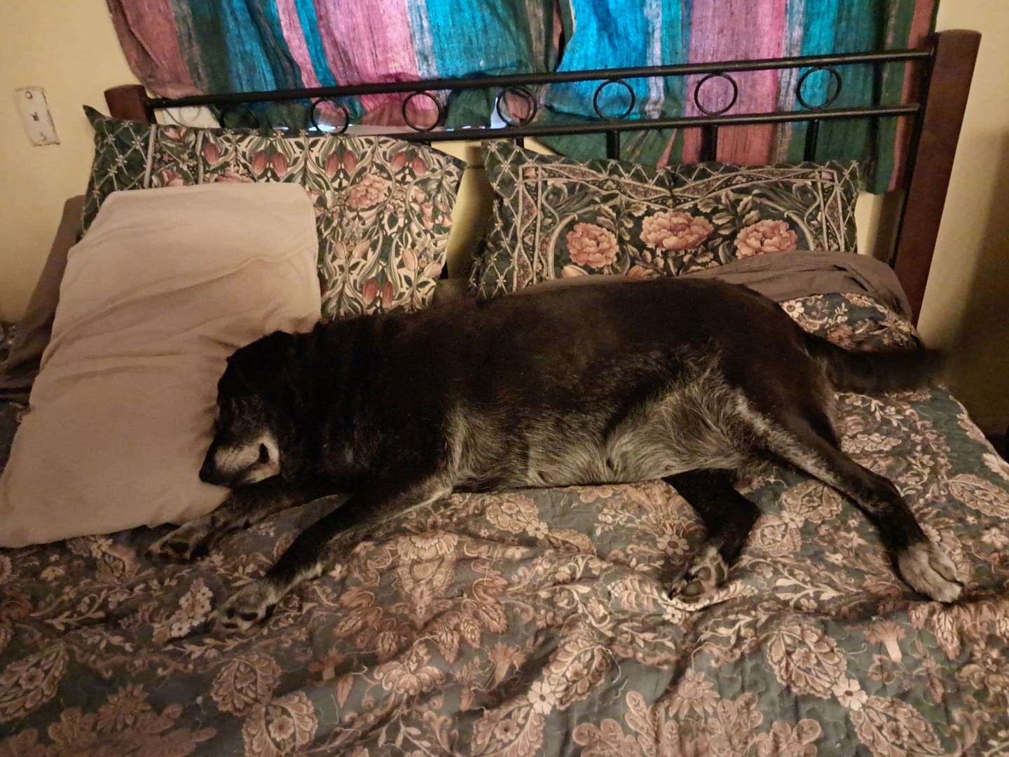 Customer photo review of Hip & Joint Health Chews for Dogs