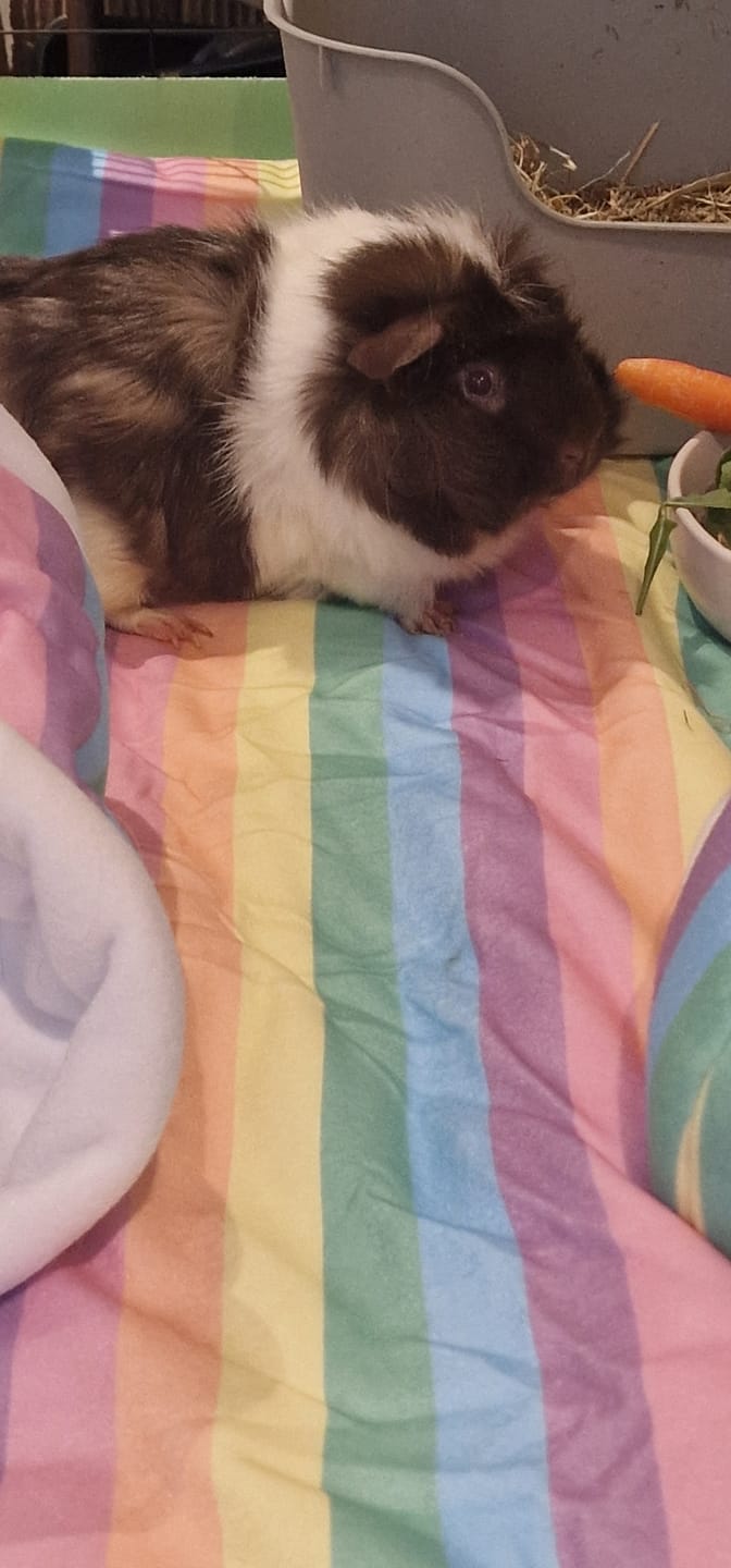 Customer photo review of Set of 2 Fleece Liners | Radiant Rainbow