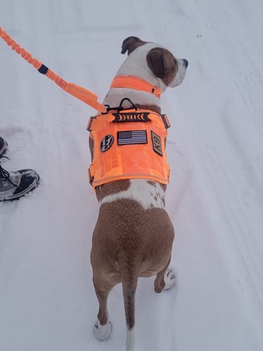 Customer photo review of NEW Upgraded Tactical No-Pull Team K9™ Dog Harness with 4 Quick-Release Metal Buckles, Reinforced Front & Back D-Rings, Hook & Loop Panels, Adjustable Straps, Reflective Strips, & Top Handle