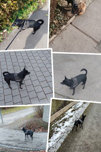 Customer photo review of Gimme More! mit Insekten