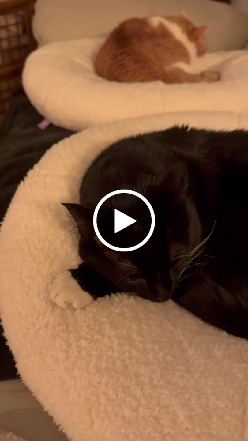 Customer video review of Marshmallow Pudding Bed