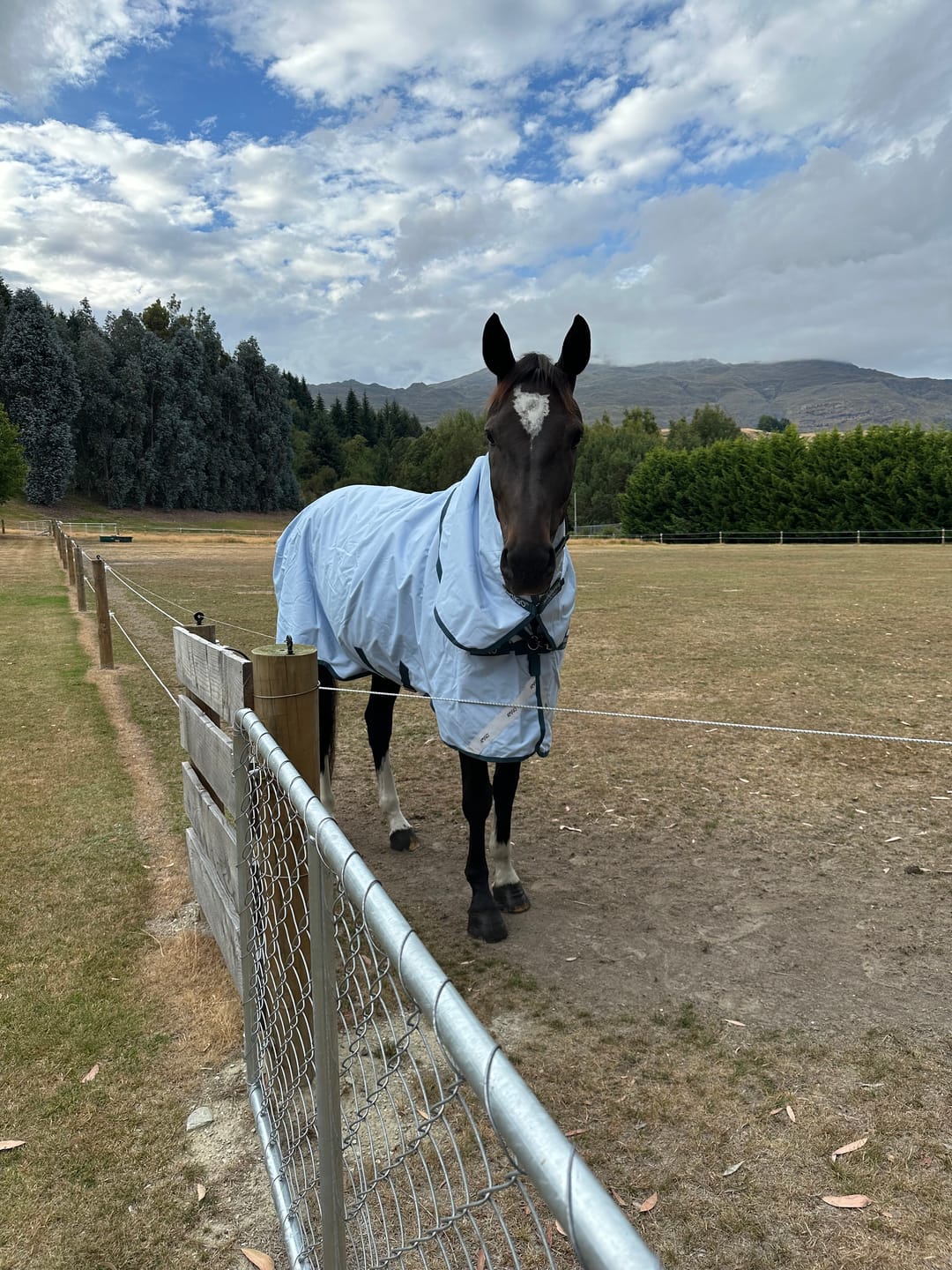 Customer photo review of Horseware Turnout 50g