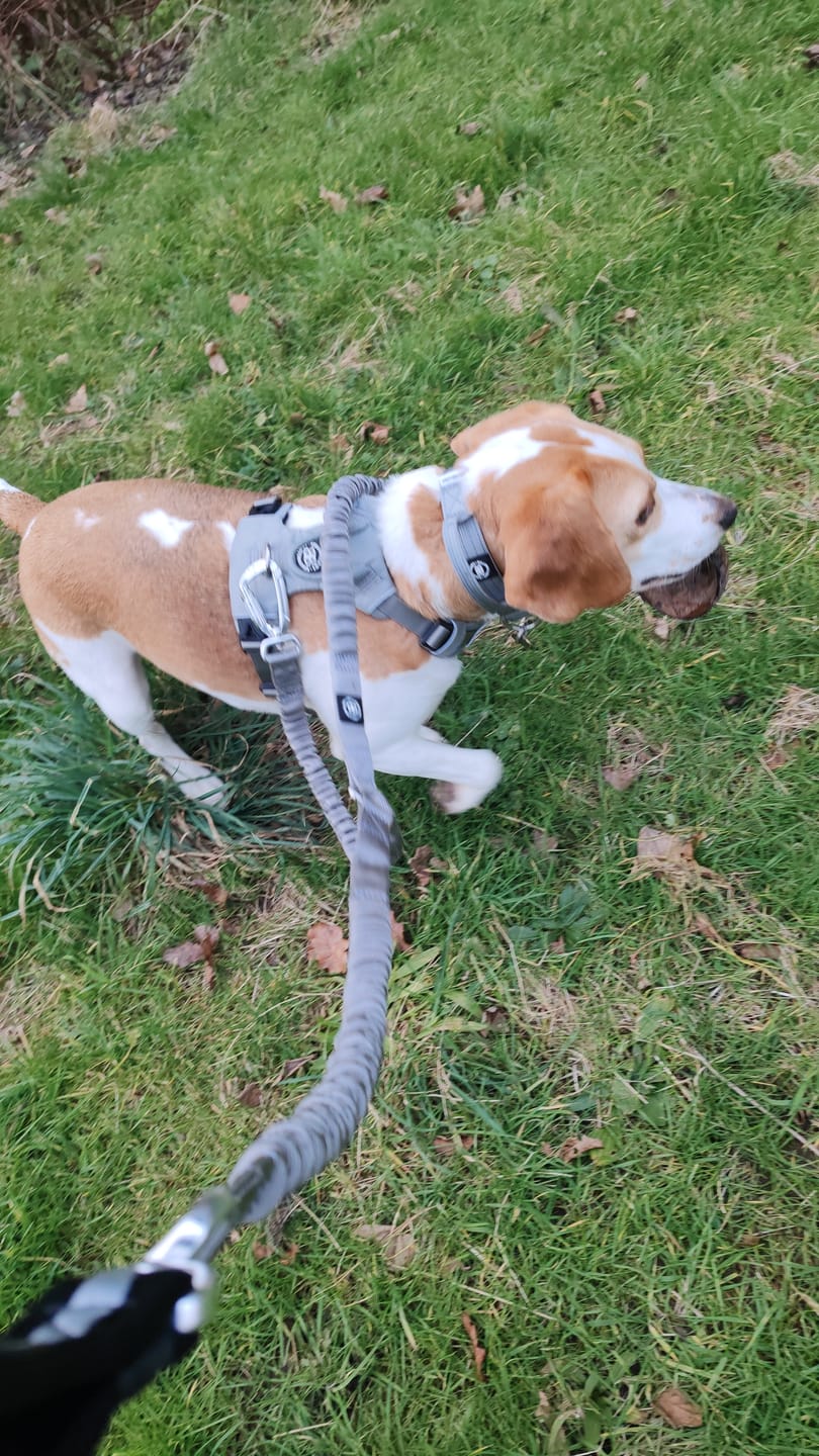 Customer photo review of 2.5cm Combat® Collar | With Handle & Rated Clip - Metal Grey